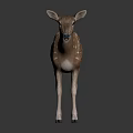 Brown Deer With White Spots 3D Model Standing On Black Background With Reflection