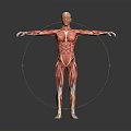 Human Muscle Anatomy 3D Rendered Model With Full Body Muscular Structure