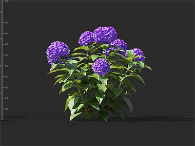 Vibrant Purple Hydrangea Plant With Multiple Blooms And Lush Green Leaves 3d model