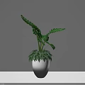 Bonsai Potted Plant With Lush Green Leaves In Gradient Color Pot On White Table