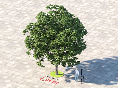 Horse Chestnut Tree 8 Meters Height On Paved Ground With Green Circular Base And Person 3d model