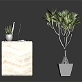 Modern Marble Reception Desk With White Monitor Small Potted Plant And Large Green Plant