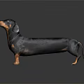 Black and Brown Dachshund Standing on Black Background With Realistic Rendering
