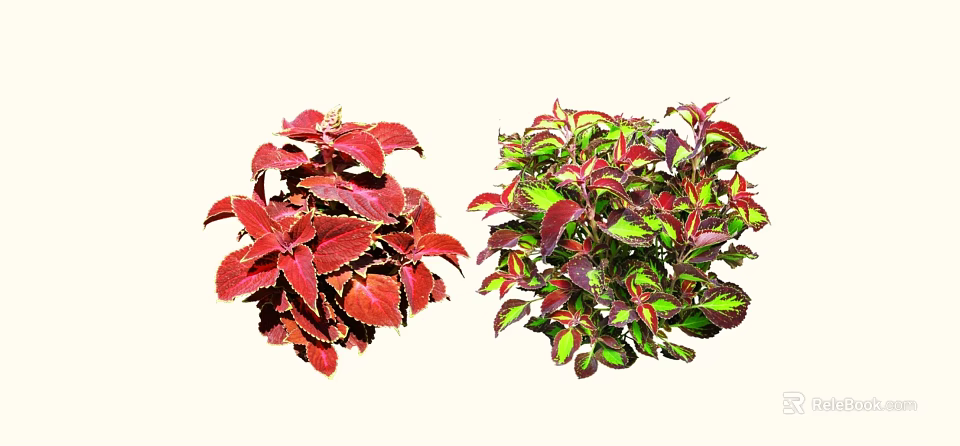 Vibrant Colorful Foliage Plants With Red And Green Leaves For Garden Decor 3d model 