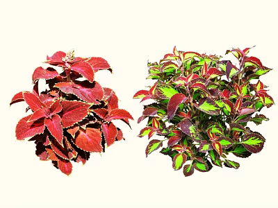 Vibrant Colorful Foliage Plants With Red And Green Leaves For Garden Decor 3d model