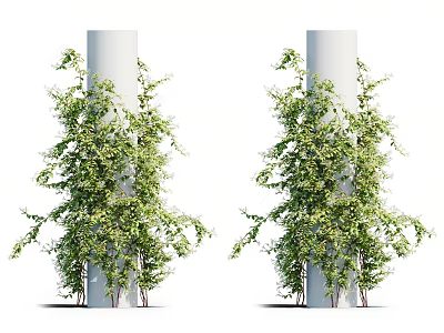 Lush Green Vines Decoratively Wrapping White Pillars With Fresh Leaves And Foliage 3d model