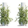 Lush Green Vines Decoratively Wrapping White Pillars With Fresh Leaves And Foliage