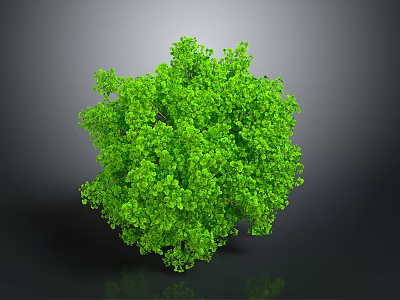 Green Tree Shaped Plant With Lush Foliage On Gray Background And Reflection 3d model