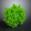 Green Tree Shaped Plant With Lush Foliage On Gray Background And Reflection