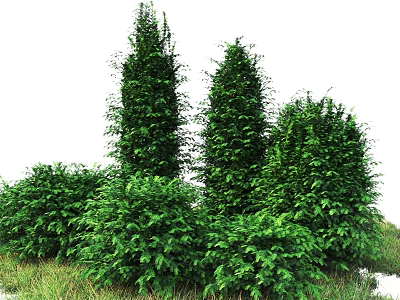 Lush Green Bushes With Various Heights In Natural Landscape Setting 3d model