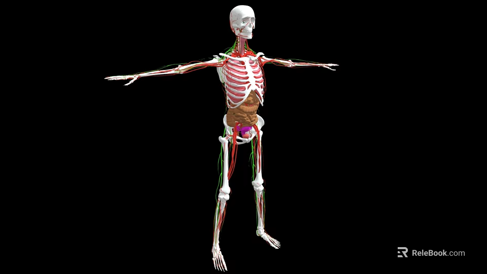 Human Limbs Skeletal System 3D Anatomical Model With Extended Arms And Legs 3d model 
