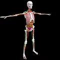 Human Limbs Skeletal System 3D Anatomical Model With Extended Arms And Legs