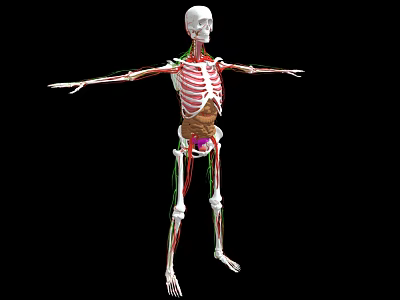 Human Limbs Skeletal System 3D Anatomical Model With Extended Arms And Legs 3d model