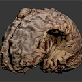 Human Brain Anatomical Model Displaying Detailed Cortex Folds And Structure