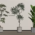 Indoor Bonsai Potted Plants Display with Ceramic and Concrete Planters Against Beige Wall