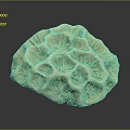 Natural Aquatic Animals Habitat In Intricate Coral Structure With Textured Surface