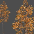 Autumn Arbor Trees With Vibrant Orange Leaves And Straight Trunks Scenery