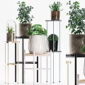 Stylish Potted Plants Display On Various Shelves With Different Pots And Green Leaf Varieties