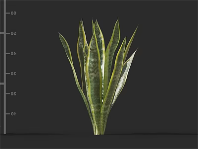 Sansevieria Plant With Green And Yellow Striped Leaves For Indoor Decor 3d model