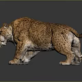 Leopard With Spotted Fur In Walking Stance Isolated On Gray Background