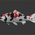 Vibrant White Red And Black Koi Fish With Glossy Scales On Reflective Surface