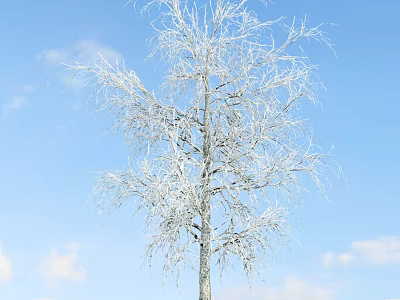 Snow Covered Birch Tree With White Branches Against Blue Sky And Clouds 3d model