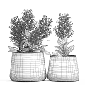 Bonsai Potted Plants In Metal Pots With Pink Small Flowers And Green Leaves