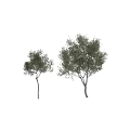 Various Olive Trees With Green Foliage And Different Trunk Sizes
