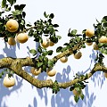 arbor pear tree sydney courtyard fruit tree pear branch landscape tree 3d model