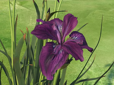 Purple Iris Flower Surrounded By Green Long Leaves In Lush Green Grass 3d model