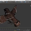 Realistic Sparrow High Precision Bird Flying Bird 3d model