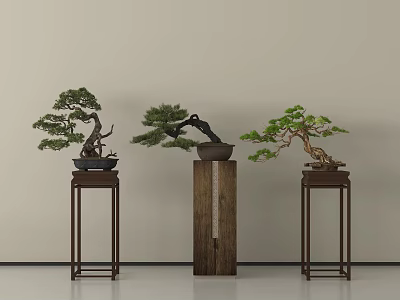 Three Bonsai Plants Displayed On Decorative Wooden Stands Against Light Colored Wall 3d model