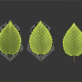 Three Fresh Green Plant Leaves with Visible Veins on Dark Background