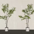 Two Bonsai Potted Plants In White Pots Against Light Colored Wall And Wooden Floor