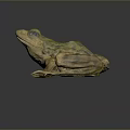 Green And Yellow Frog With Detailed Texture And Lifelike Sitting Pose