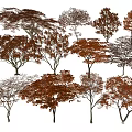 Multiple Types Of Autumn Trees With Brown Red Foliage And Natural Shadows