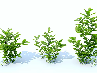 Fresh Green Leafy Plants in Different Sizes with Natural Shadows on White Background 3d model