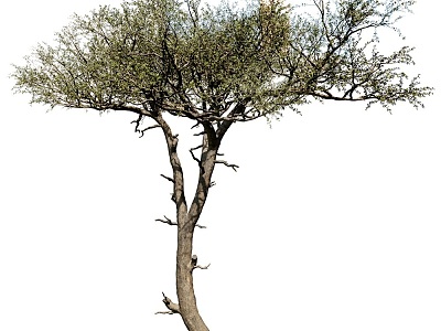 Balanites Trees 18 3d model