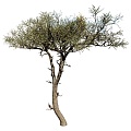 Balanites Trees 18 3d model