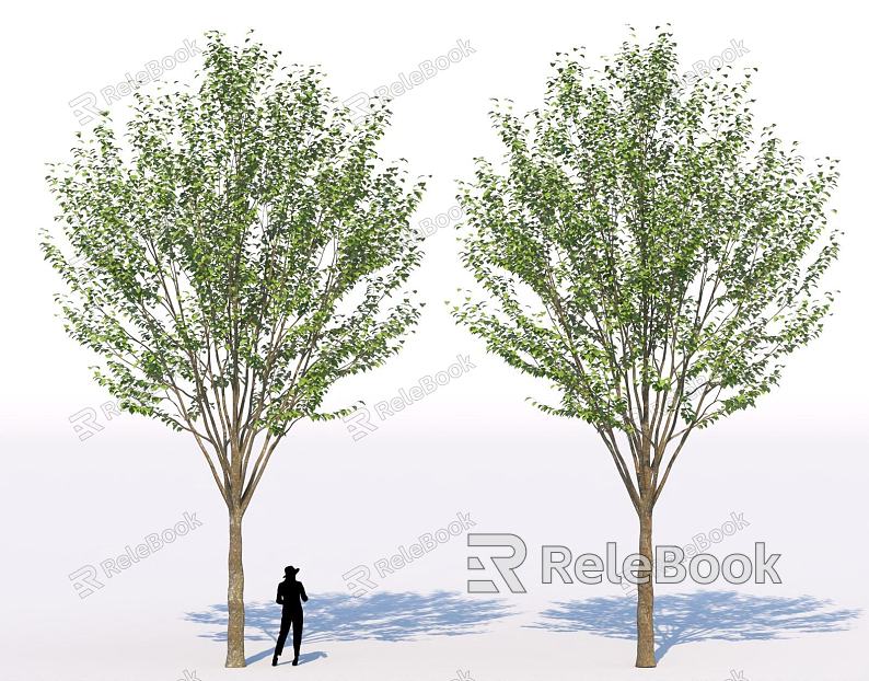 Street tree landscape shrub tree garden sketch group background model