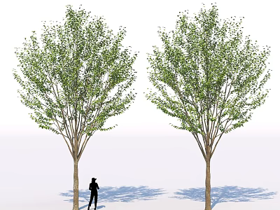 Two Arbor Trees With Lush Green Leaves And Straight Trunks Under Person Silhouette 3d model