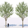 Two Arbor Trees With Lush Green Leaves And Straight Trunks Under Person Silhouette