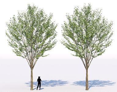 Street tree landscape shrub tree garden sketch group background 3d model