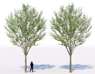 Street tree landscape shrub tree garden sketch group background 3d model