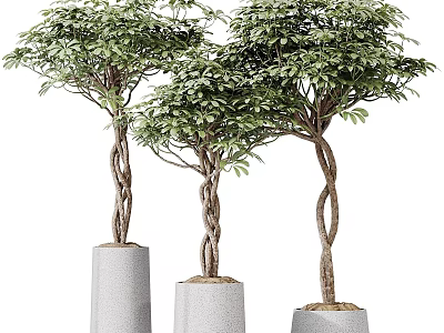 Three Bonsai Potted Plants With Twisted Trunks And Lush Green Leaves In Gray Cylindrical Pots 3d model
