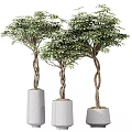 Three Bonsai Potted Plants With Twisted Trunks And Lush Green Leaves In Gray Cylindrical Pots