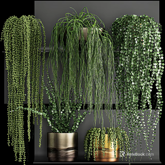 Beautiful Lush Green Hanging Basket Plants With Various Trailing Foliage For Indoor Decor 3d model 