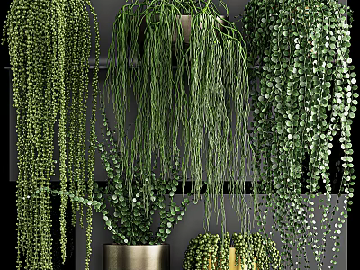 Beautiful Lush Green Hanging Basket Plants With Various Trailing Foliage For Indoor Decor 3d model