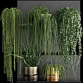 Beautiful Lush Green Hanging Basket Plants With Various Trailing Foliage For Indoor Decor