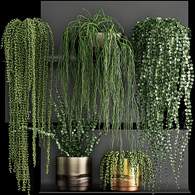 Beautiful Lush Green Hanging Basket Plants With Various Trailing Foliage For Indoor Decor 3d model